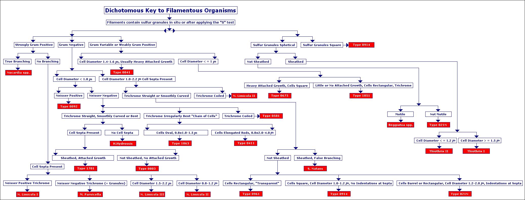 Fungi Dichotomous Key