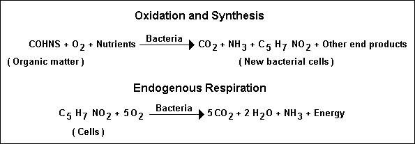 Top 3 Equations for Activated Sludge…